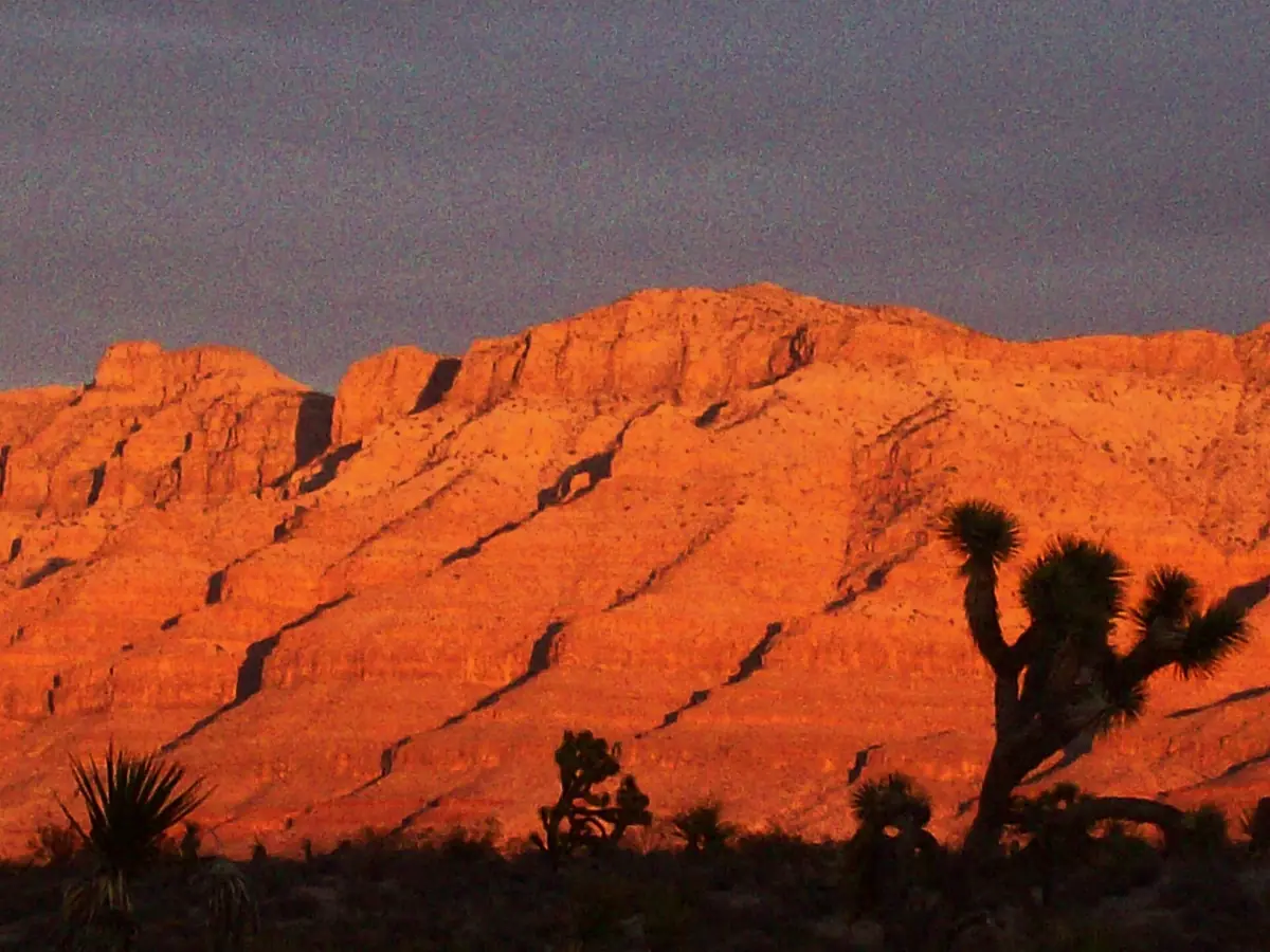 Red glowing cliffs at sunset with a Joshua tree in silhouette