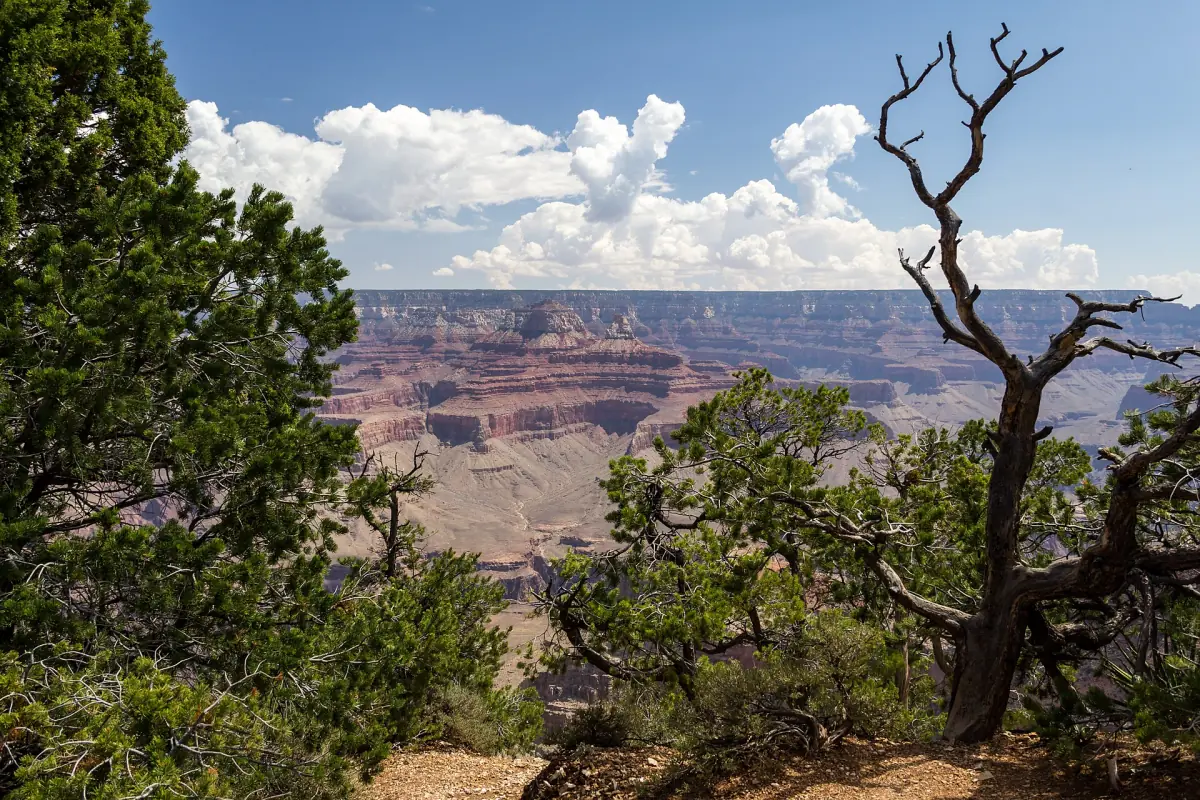 South Rim view of distant canyon buttes framed by a juniper tree